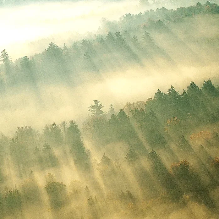 sapins